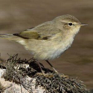 Meet your Posher, Chiffchaff